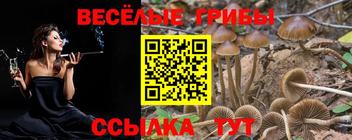 Советская Гавань  Псилоцибиновые грибы Cubensis  даркнет сайт  Псилоцибиновые грибы Psilocybine cubensis  Вход с VPN 